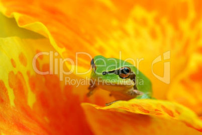 Hyla tree frog in yellow and orange flower