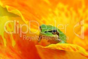 Hyla tree frog in yellow and orange flower