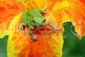 Hyla tree frog in yellow and orange flower