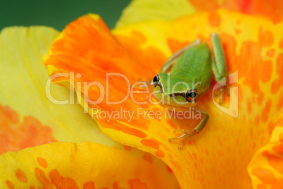 Hyla tree frog in yellow and orange flower