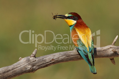 Merops apiaster bee-eater with a bee