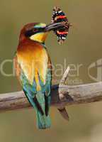 Merops apiaster bee-eater with a butterfly