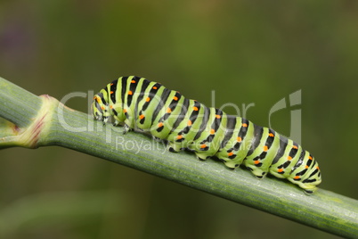 Papilio machaon caterpillar over a green plant stalk