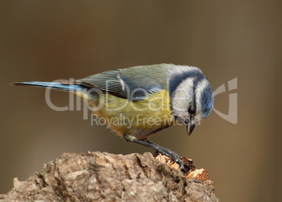 Parus caeruleus tit  on a branch looking for food