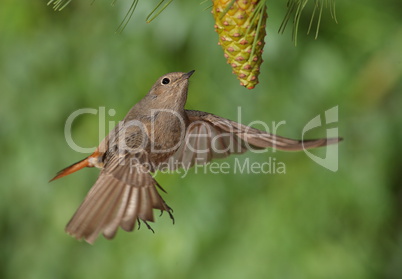 Phoenicurus ochruros redstart female flying