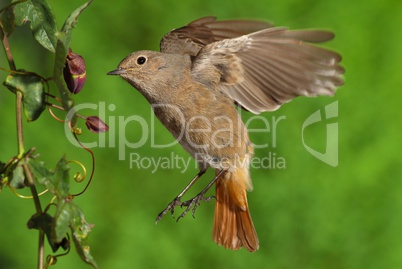 Phoenicurus ochruros redstart female flying