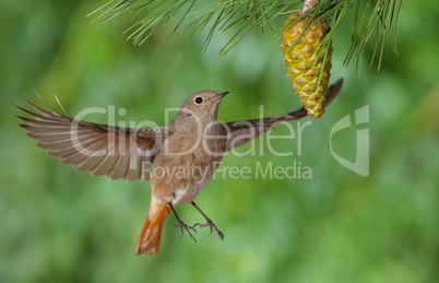 Phoenicurus ochruros redstart female flying