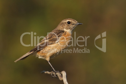 Saxicola torquatus common stonechat female perched on a branch