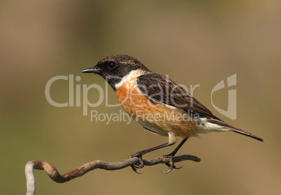 Saxicola torquatus common stonechat male perched on a branch