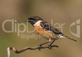 Saxicola torquatus common stonechat male perched on a branch