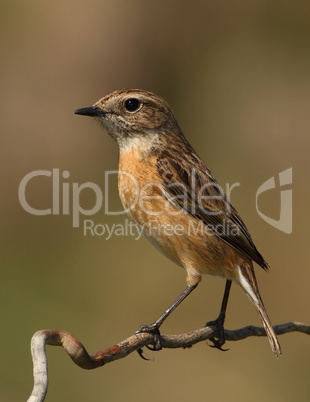 Saxicola torquatus common stonechat female perched on a branch