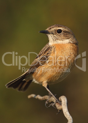 Saxicola torquatus common stonechat female perched on a branch