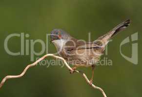 Beautiful Sylvia melanocephala warbler perched on a branch