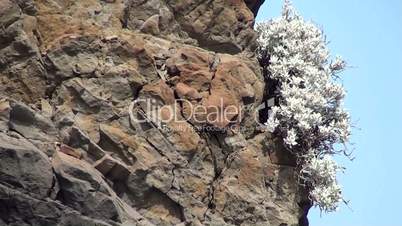 Sukkulente am Felsen, Madeira