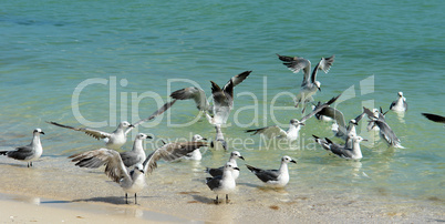 Seagulls on a Yucatan Peninsula beach