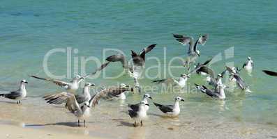 Seagulls on a Yucatan Peninsula beach