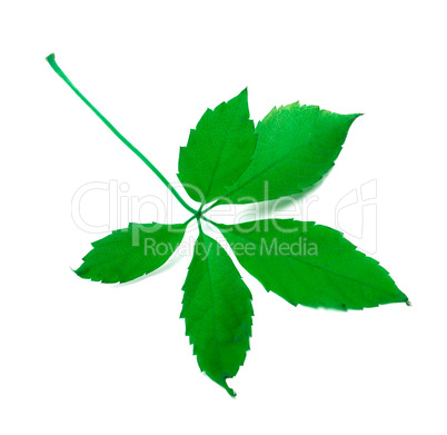 Green virginia creeper leaves