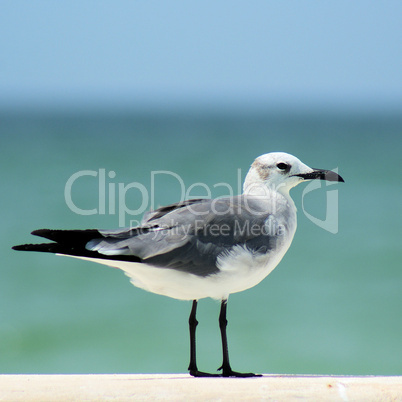 Yucatan Native Seagull