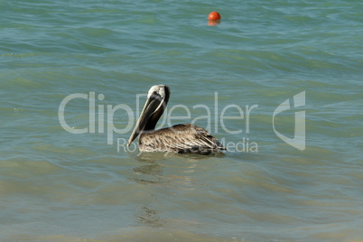 Yucatan Native Pelican