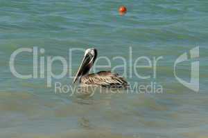 Yucatan Native Pelican