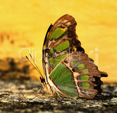 Yucatan Native Butterfly