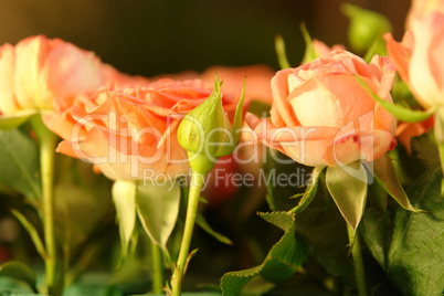 Native Yucatan Flowers