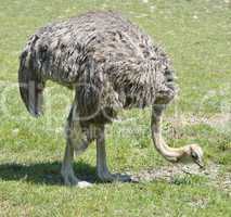 Ostrich