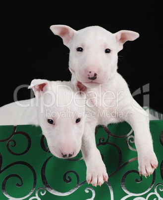 Two white bull terrier puppies in a green box