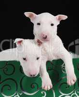 Two white bull terrier puppies in a green box
