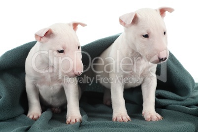 Two white bull terrier puppies under a green blanket