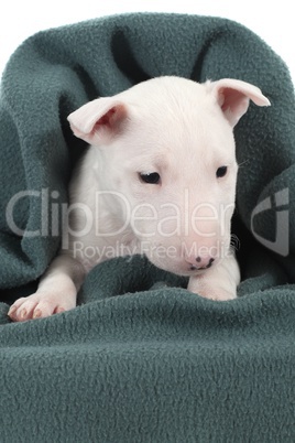 White bull terrier puppy under a green blanket
