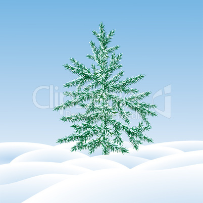 Christmas tree fir  on  a snow glade