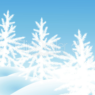 Christmas trees fir  on  a snow glade