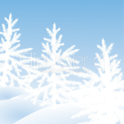 Christmas trees fir  on  a snow glade