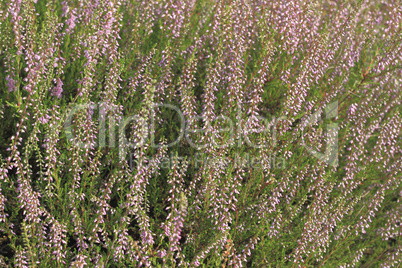 Besenheide (Calluna vulgaris) / Common heather