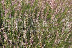 Besenheide (Calluna vulgaris) / Common heather