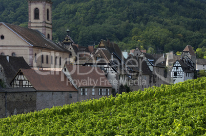 France, vineyard of Riquewihr in Alsace