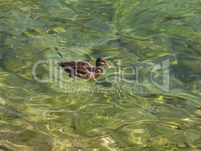 Ente im Wasser / Duck in the water