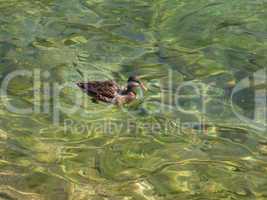 Ente im Wasser / Duck in the water