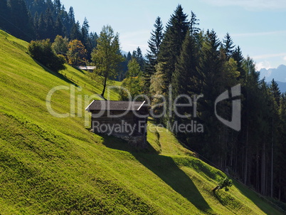 Bergwiese bei Ramsau im Zillertal / Mountain meadow in Ramsau