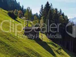Bergwiese bei Ramsau im Zillertal / Mountain meadow in Ramsau