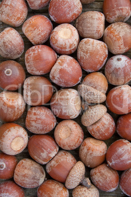 acorns