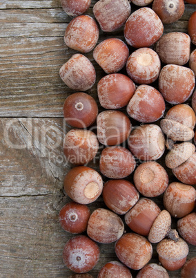 acorns