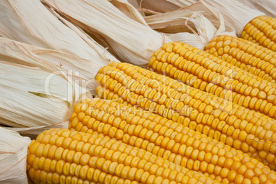 corn