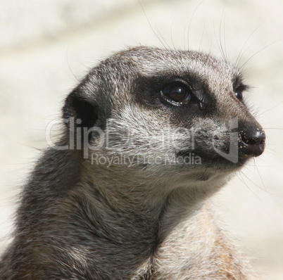 Suricate