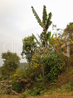 Banana tree and flowers, Nepal