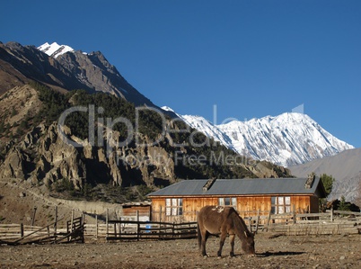 Grazing Mule In Manang, Tilicho Peak