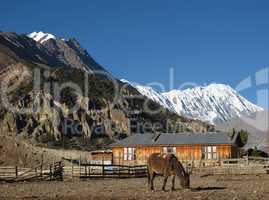 Grazing Mule In Manang, Tilicho Peak