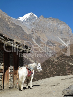 White Mule In The Annapurna Consevation Area, Nepal