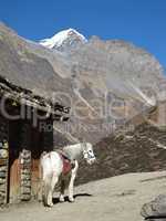 White Mule In The Annapurna Consevation Area, Nepal